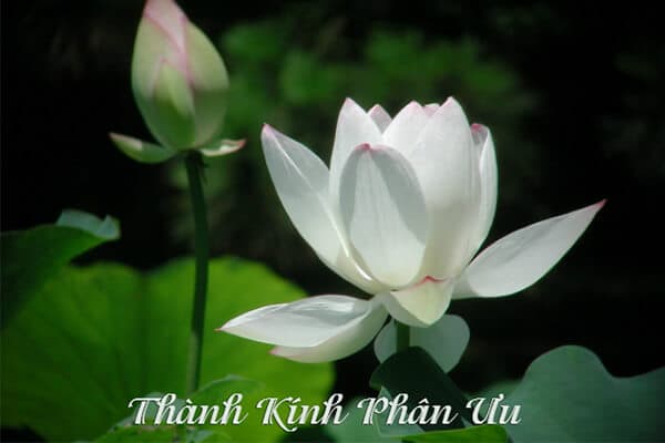 Cách viết lời cảm ơn sau đám tang