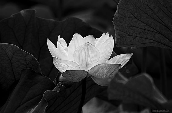 Lời chia buồn hay trong đám tang
